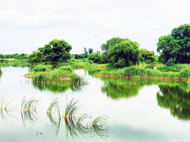 辽宁辽河七星湿地