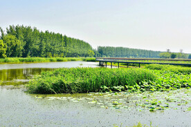 辽宁辽河七星湿地