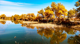 新疆巴楚红海湿地公园