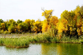 新疆巴楚红海湿地