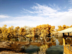 新疆巴楚红海湿地公园