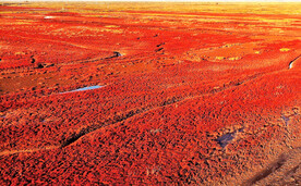 辽宁辽河口红海滩湿地