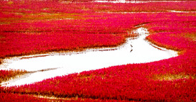 辽宁辽河口红海滩湿地