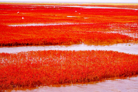 辽宁辽河口红海滩湿地
