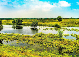 辽宁辽河七星湿地