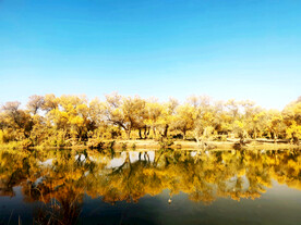 新疆巴楚红海湿地