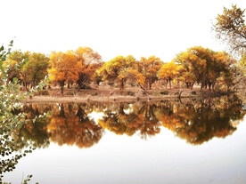 新疆巴楚红海湿地