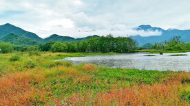 湖北大九湖湿地