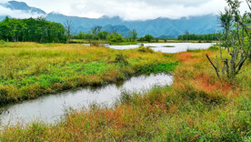 湖北大九湖湿地