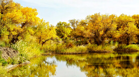 新疆巴楚红海湿地