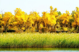 新疆巴楚红海湿地