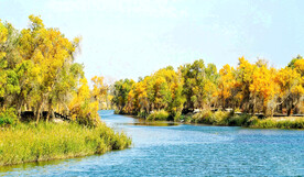 新疆巴楚红海湿地