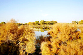 新疆巴楚红海湿地
