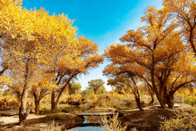 新疆巴楚红海湿地