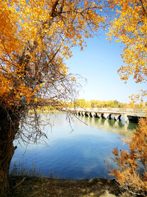 新疆巴楚红海湿地