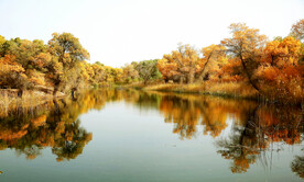 新疆巴楚红海湿地