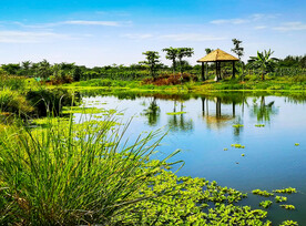 海南海口五源河湿地