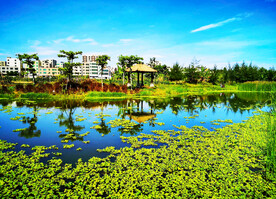 海南海口五源河湿地