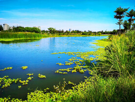 海南海口五源河湿地