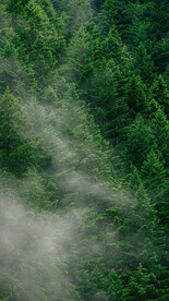 大自然绿色背景