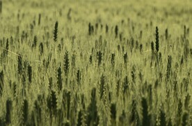 绿色有机未成熟小麦