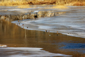 弯弯冰岸野鸭群