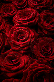 红色玫瑰花上的露珠