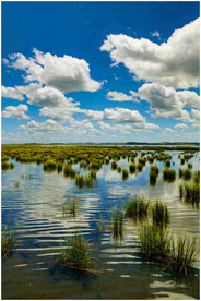 四川若尔盖湿地