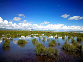四川若尔盖湿地