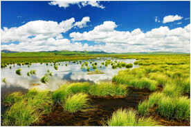 四川若尔盖湿地