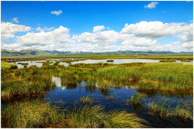 四川若尔盖湿地