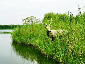 江苏溱湖国家湿地公园