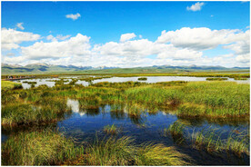 四川若尔盖湿地