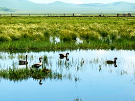 四川若尔盖湿地