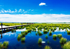 四川若尔盖湿地