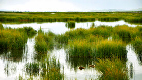 四川若尔盖湿地