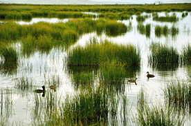 四川若尔盖湿地