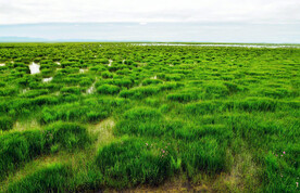 四川若尔盖湿地公园