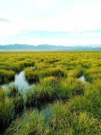 四川若尔盖湿地