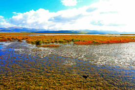 四川若尔盖湿地公园