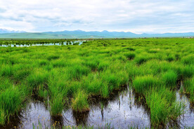 四川若尔盖湿地