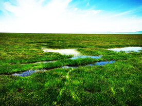 四川若尔盖湿地