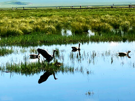 四川若尔盖湿地公园
