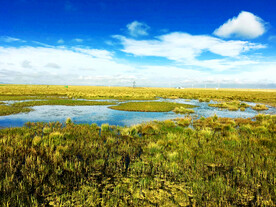 四川若尔盖湿地公园