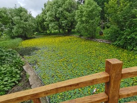 镜湖侧支浮满黄花