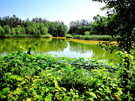 北京翠湖国家湿地公园