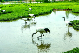 广东星湖湿地公园