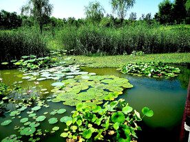北京翠湖国家湿地公园