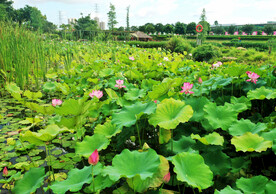 广西南宁那考河湿地公园