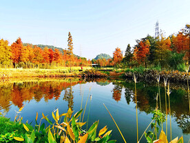 广州大观湿地公园
